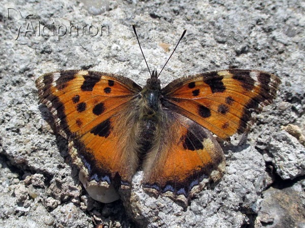 Nymphalis xanthomelas