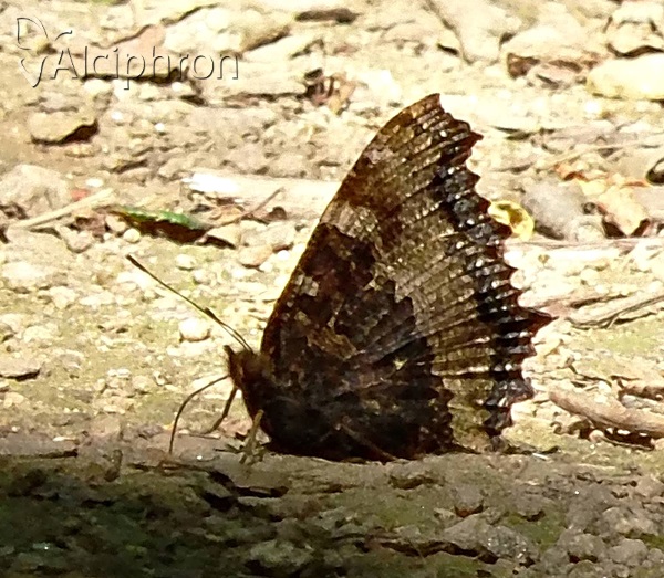 Nymphalis xanthomelas