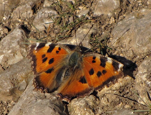 Nymphalis xanthomelas