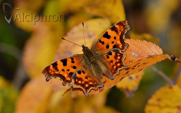 Polygonia c-album