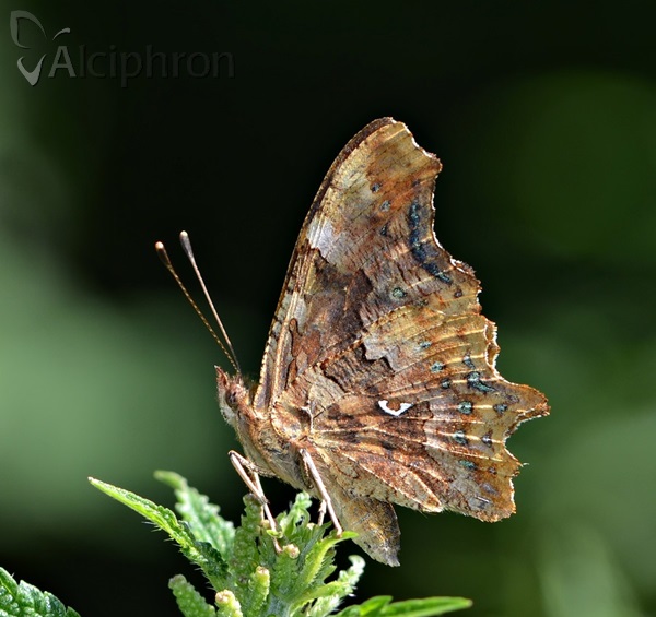 Polygonia c-album
