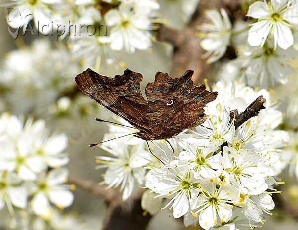 Polygonia c-album