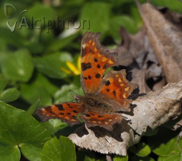 Polygonia c-album