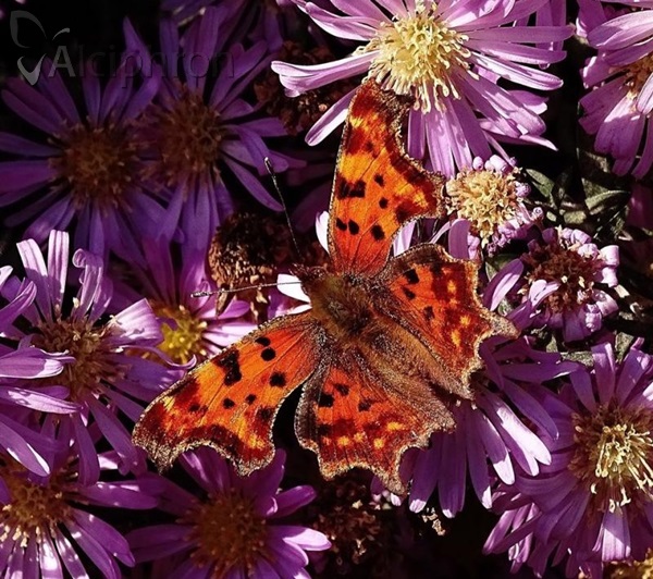 Polygonia c-album