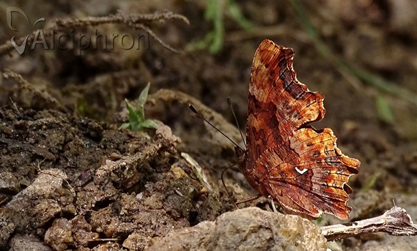 Polygonia c-album