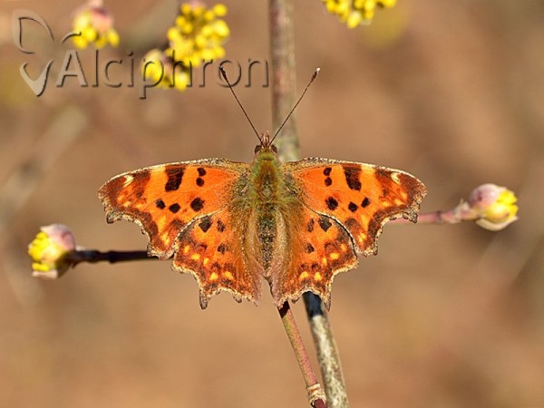 Polygonia c-album
