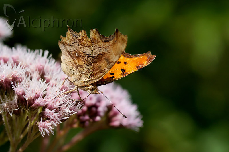 Polygonia egea