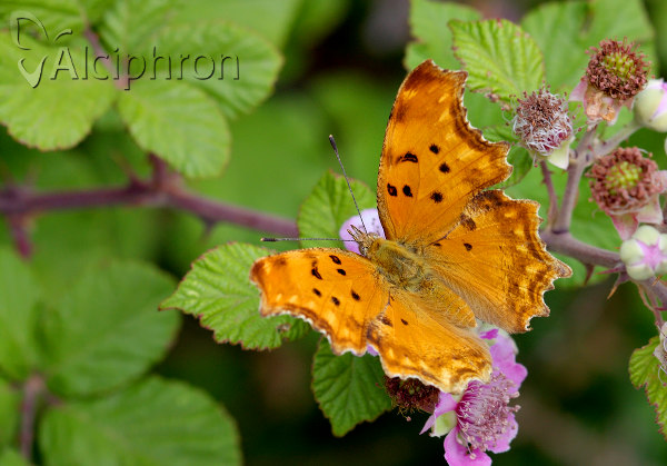 Polygonia egea