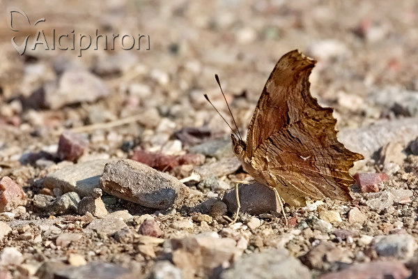 Polygonia egea