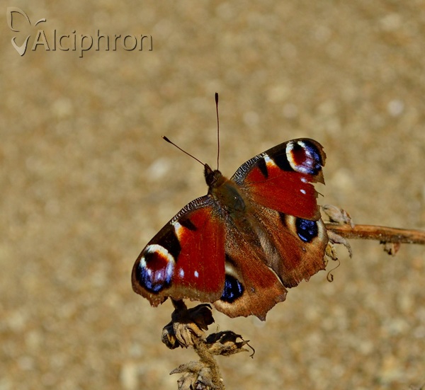 Aglais io