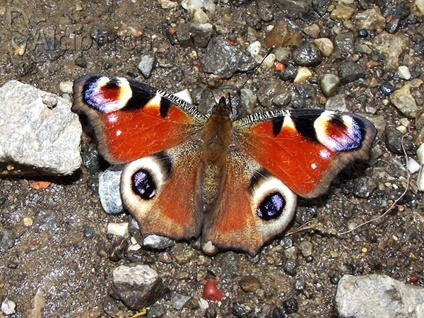 Aglais io