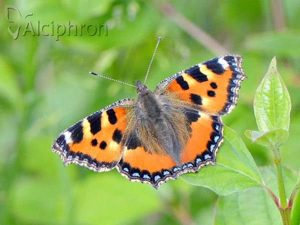 Aglais urticae