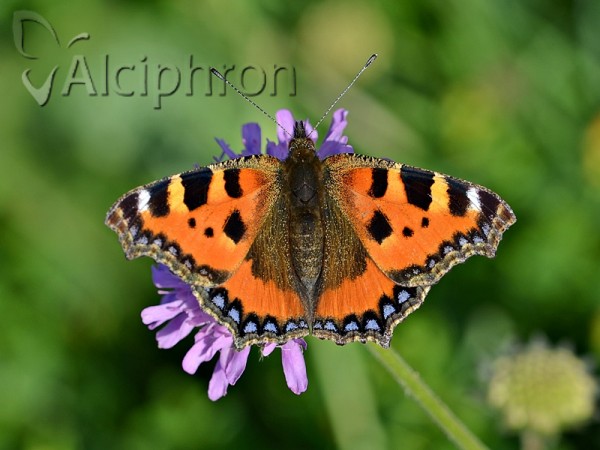 Aglais urticae