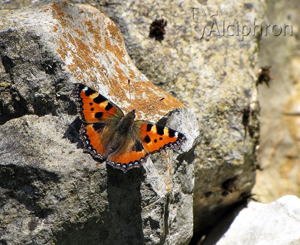 Aglais urticae