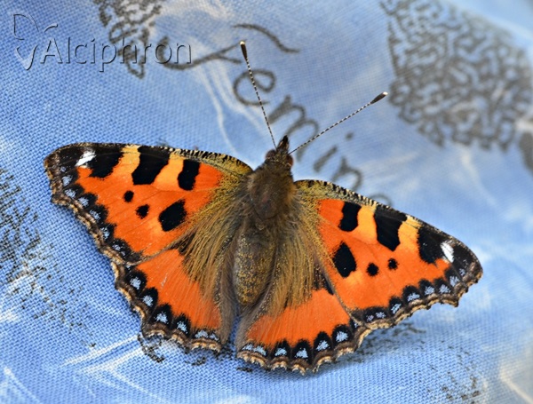 Aglais urticae