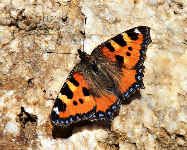Aglais urticae