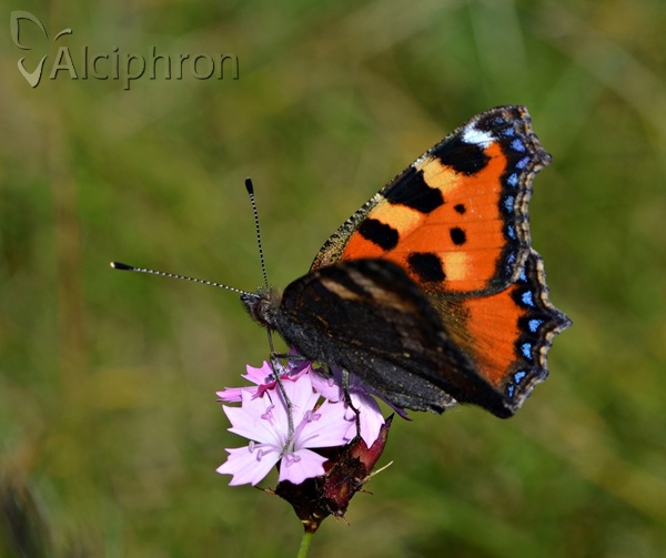 Aglais urticae