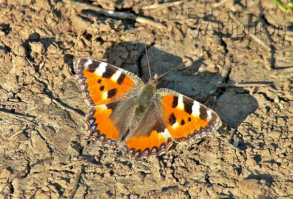 Aglais urticae