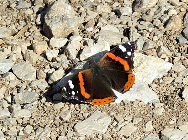 Vanessa atalanta