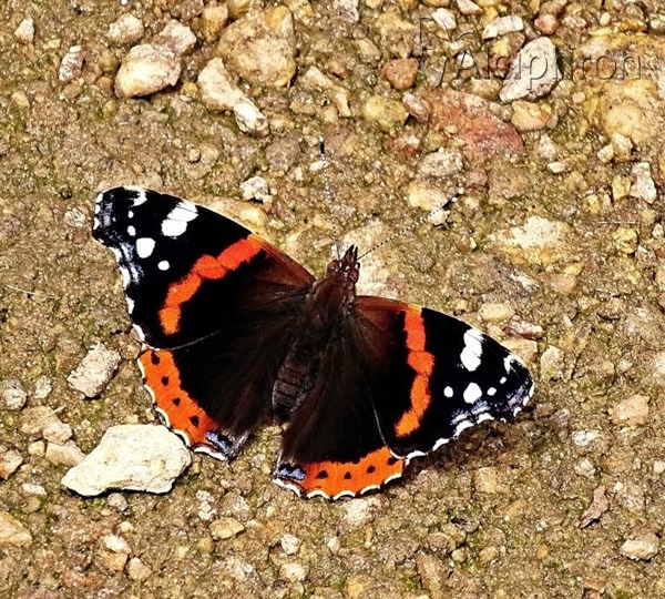 Vanessa atalanta