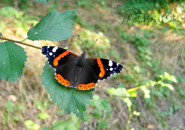Vanessa atalanta
