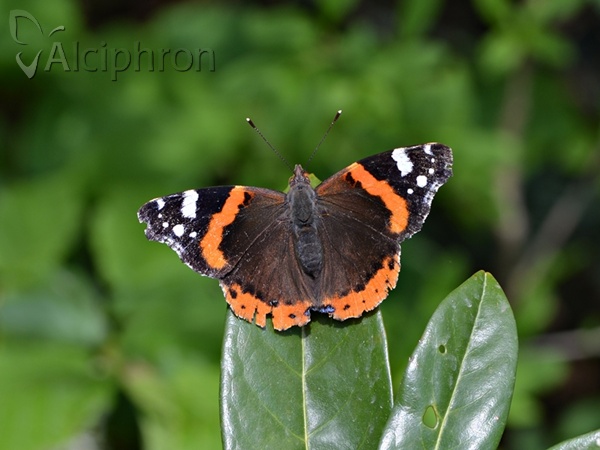 Vanessa atalanta
