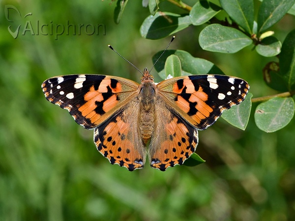 Vanessa cardui