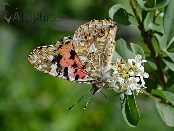 Vanessa cardui