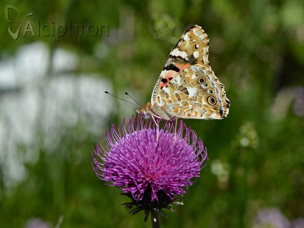 Vanessa cardui
