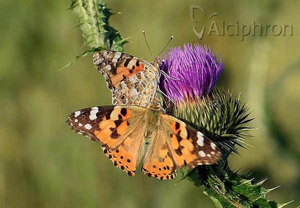 Vanessa cardui