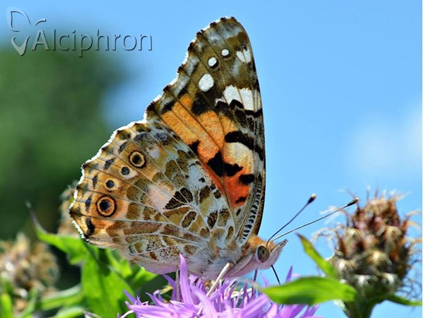 Vanessa cardui