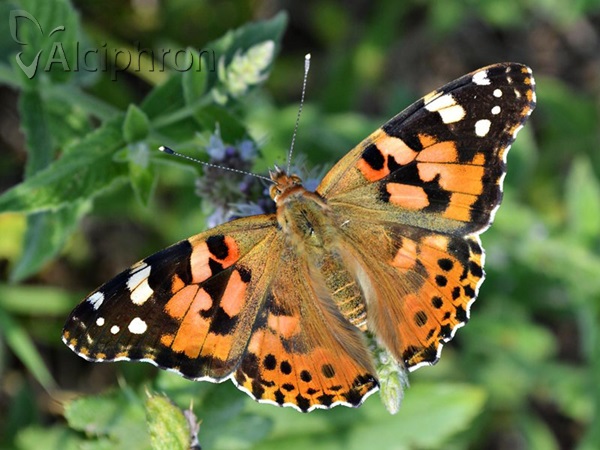 Vanessa cardui