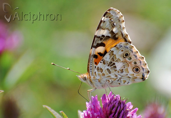 Vanessa cardui
