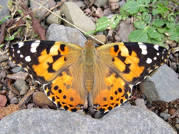 Vanessa cardui