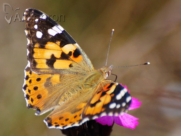 Vanessa cardui