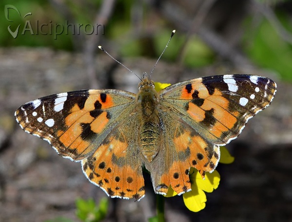 Vanessa cardui
