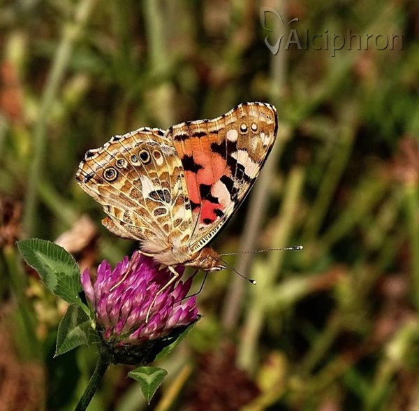 Vanessa cardui
