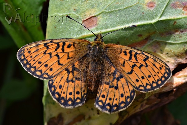 Boloria eunomia