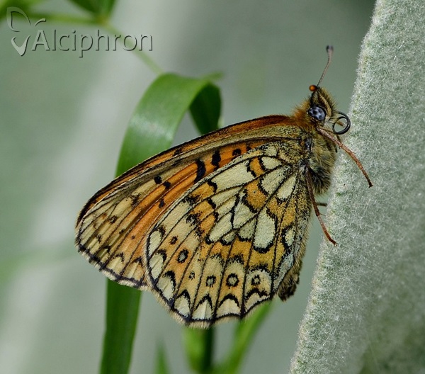 Boloria eunomia