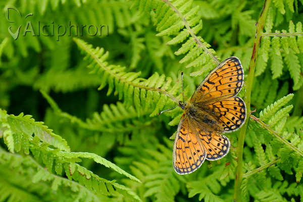 Boloria eunomia