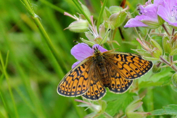 Boloria eunomia