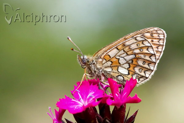 Boloria eunomia