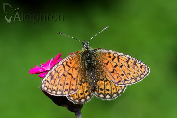 Boloria eunomia