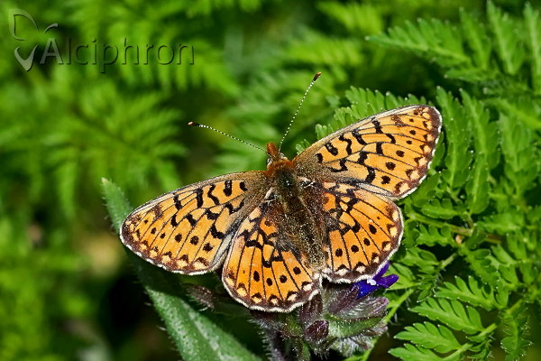 Boloria euphrosyne