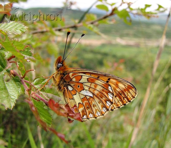 Boloria euphrosyne
