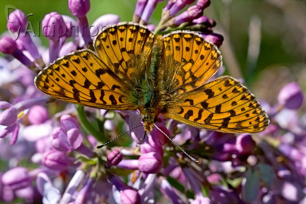 Boloria euphrosyne