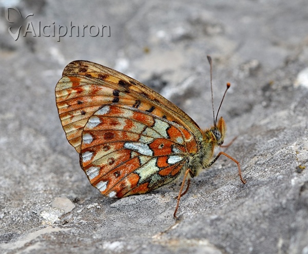 Boloria euphrosyne