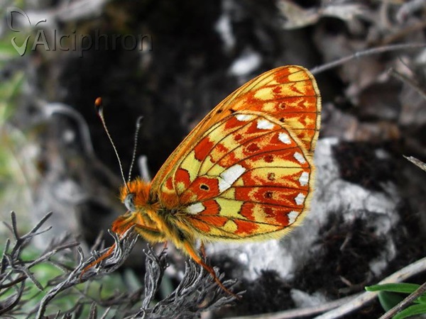 Boloria euphrosyne