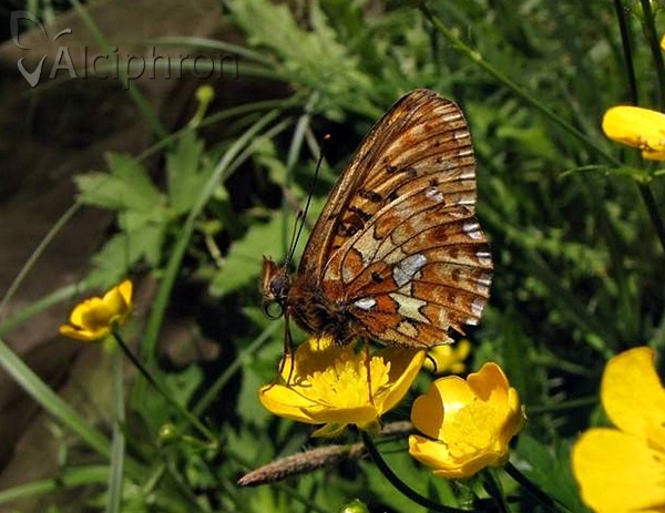 Boloria euphrosyne