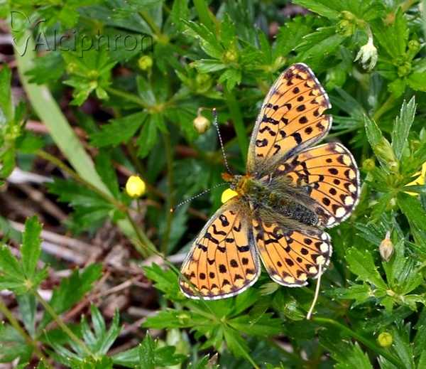 Boloria euphrosyne
